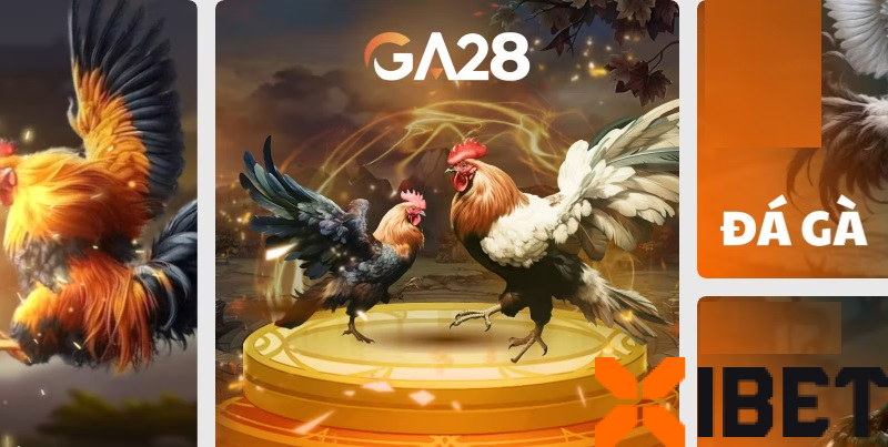 Quan sát tướng gà Quan sát tướng gà