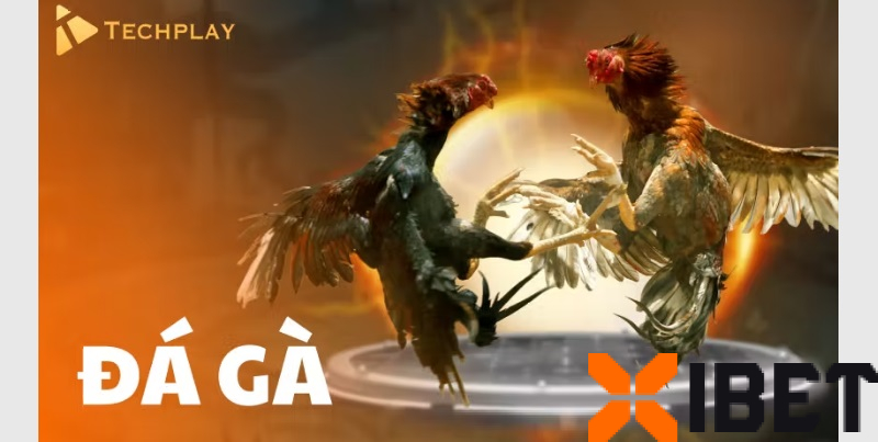 Sảnh Techplay tại Xibet có thể chơi gì? Tìm hiểu về sảnh xibet đá gà