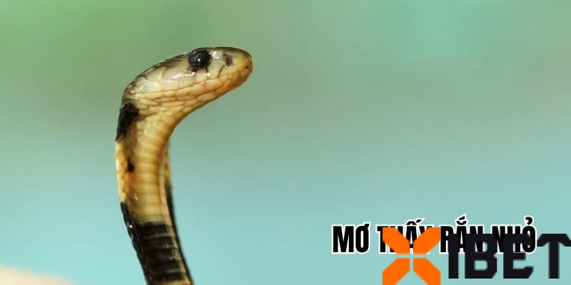 Mơ thấy Rắn: Giải mã điềm báo, gợi ý con số may mắn